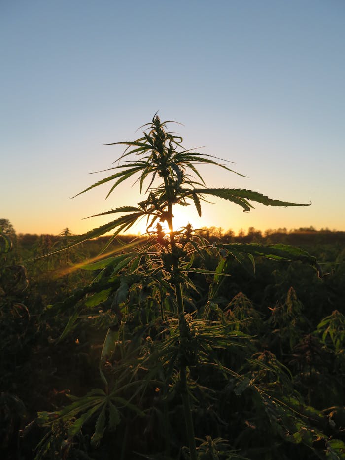 A vibrant cannabis plant silhouetted against a golden hour sunset in a serene field.