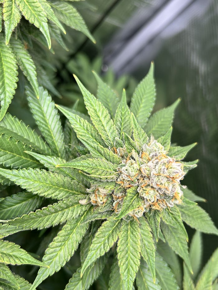 Detailed view of a cannabis plant showcasing its lush green leaves and flowering buds.