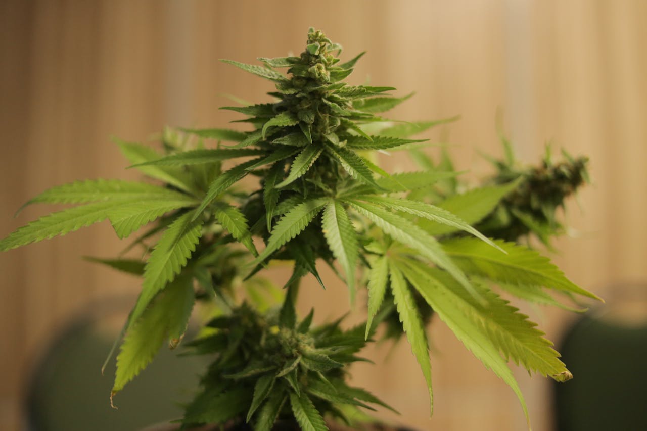 Close-up image of a cannabis plant highlighting its vibrant green leaves and buds.